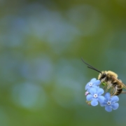 Darum sind Wildbienen wichtiger als Honigbienen