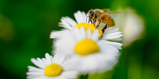 Bienenhotels fördern einheimische Bienenpopulationen