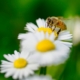 Bienenhotels fördern einheimische Bienenpopulationen