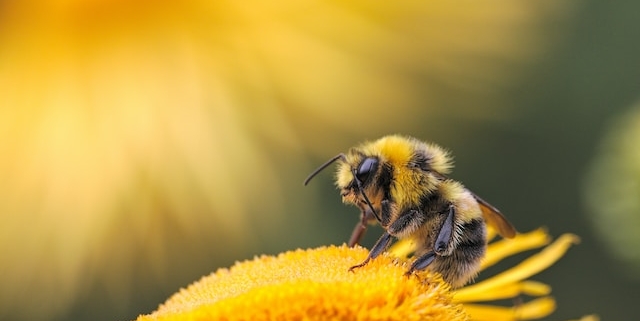 Schweizer Bienenhotels Insektenhotels